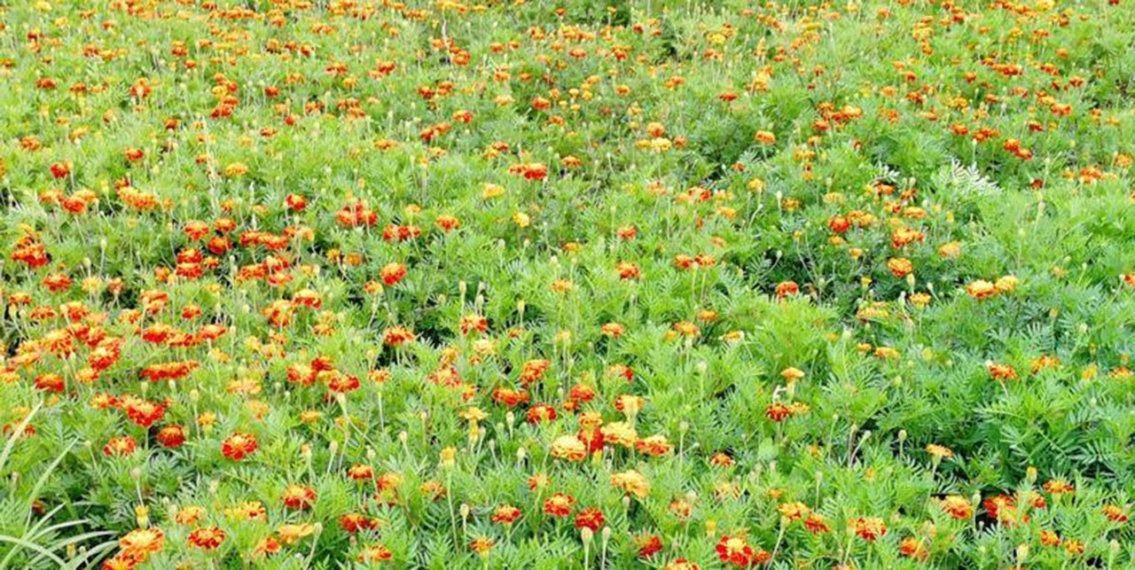 how to apply sulfur coated urea to plants